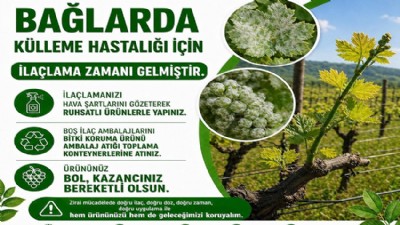 Bağlarda Külleme Tehlikesi