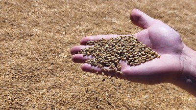 Batak Ovası'nın Altın Buğdayına TMO'dan Yemlik Fiyatı (videolu)
