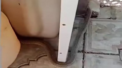 Kepez’de Ortaya Çıkan Dev Yılan Gündem Oldu