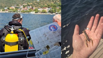 ÇOMÜ’de Üretilen 500 Istakoz Marmara Denizi’ne Bırakıldı