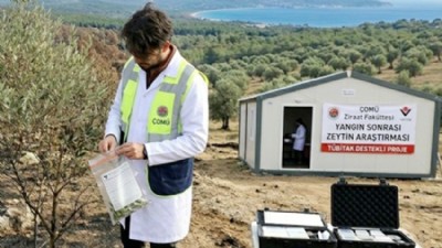Zeytin Alanlarında Yangın Etkisi Araştırılıyor
