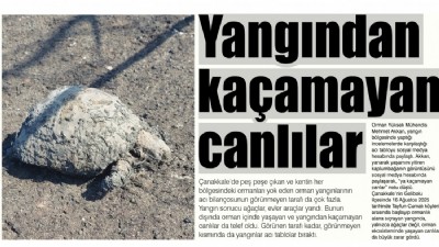 Yangından kaçamayan canlılar