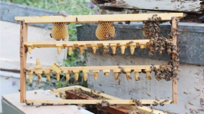Bayramiç’te arı ölümleri tedirgin ediyor (videolu)