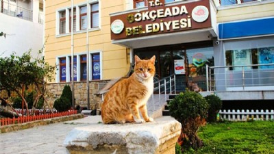 Gökçeada’daki Kedi Ölümlerinin Ardından Açıklama Geldi