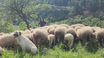 Çoban Köpeklerine Mikroçip Takılıyor