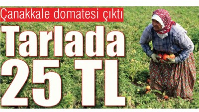Çanakkale domatesi çıktı; Tarlada 25 TL