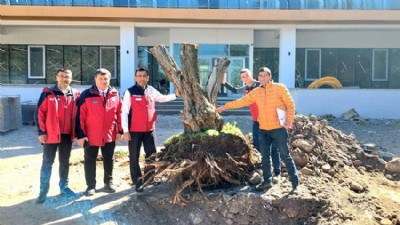 İl Tarım ve Orman Müdürlüğü’nün Yeni Binasına Zeytin Ağacı Dikildi