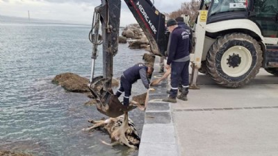 Gelibolu'da Telef Olan İnek Kıyıya Vurdu