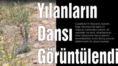 Yılanların Dansı Görüntülendi