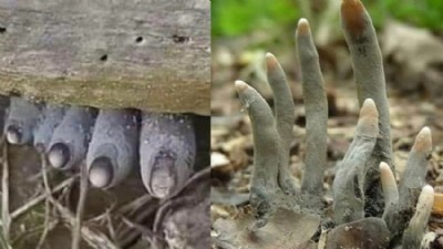 Biga ormanlarında ürküten keşif: “Ölü Adamın Parmakları” mantarı görüntülendi