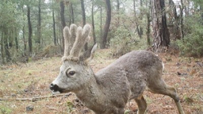 Çanakkale Ormanlarında Yaban Hayatı Fotokapanlara Yansıdı