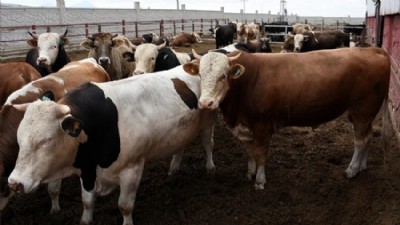 2026 Yılı Kurbanlık Tavsiye Fiyatları Belli Oldu