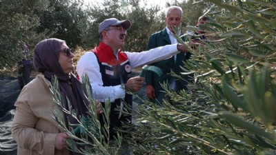 Ayvacık'ta Yılın İlk Erken Zeytin Hasadı Gerçekleşti