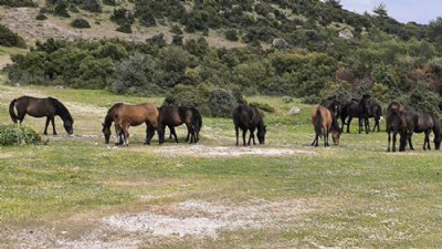 Ayvacık'ta Gezen Sahipsiz Atlara Vatandaş Çözüm Bekliyor