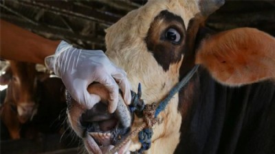 Biga'da şap karantinası büyüyor!