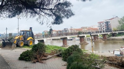 Riskli Ağaçlar Kaldırıldı, Yeni Fidanlar Dikildi