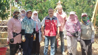 Biga'da Şeftali Hasadı Sürüyor