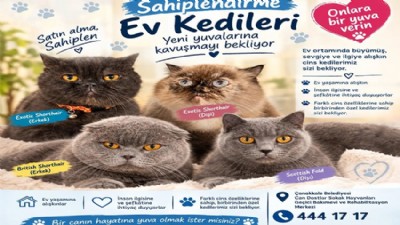 Ev Yaşamına Alışkın Kediler Yeni Yuvalarını Bekliyor