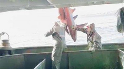 Gelibolu’da balıkçılardan duyarlılık örneği 