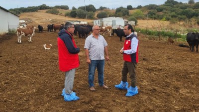 Projeyle Alınan Damızlıkların İlk Buzağıları Dünyaya Geldi