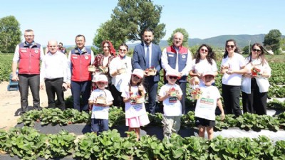 Yenice'de “Çilek Hasat Şenliği” Gerçekleştirildi