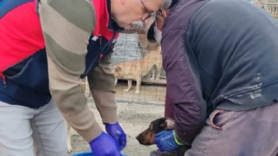 Eceabat’ta sahipsiz köpekler için sağlık taraması yapıldı