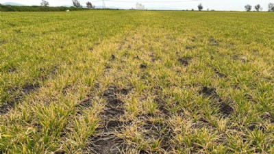 Arpa Tarlalarında Sararma Alarmı