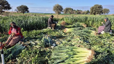 Kışlık Sebzelerde Hastalık ve Zararlı Denetimi