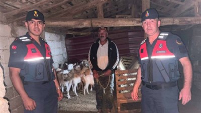 Kaybolan 15 Keçi Jandarma Tarafından Bulundu