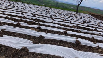 Hacıpehlivan Köyü’nde Yeni Sezonun İlk Domates Fideleri Toprakla Buluştu