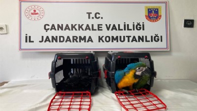 1915 Çanakkale Köprüsü'nde Egzotik Kuş Operasyonu