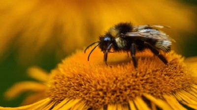 Çiçekli Bitkilerde Tozlaştırma Yapan Böcekler İçin Koruma Eylem Planı Hazırlandı