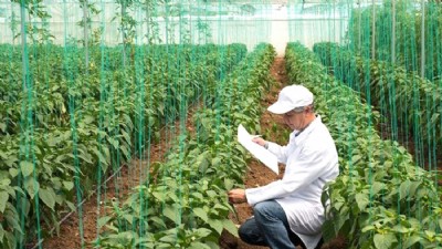 Bitkisel Üretimin Bir Önceki Yıla Göre Tarla Ürünlerinde Azalacağı, Meyve ve Sebze Grubunda İse Artacağı Tahmin Edildi