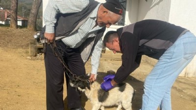 Biga’da sahipli kedi ve köpeklere kuduz aşısı yapılıyor