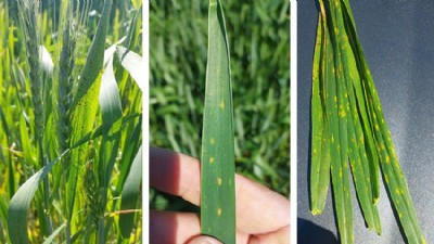 Biga'da Buğday Üreticilerine “Septorya” Uyarısı