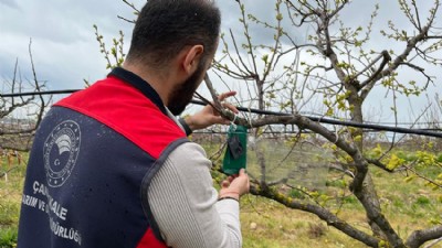 Kahverengi Kokarca Zararlısına Karşı Tuzaklı Takip Mesaisi