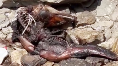 Biga Sahilinde Ölü Görülen Esrarengiz Canlı Merak Uyandırdı