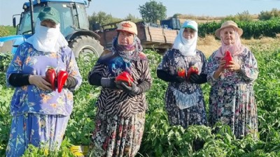 Hacıpehlivan’ın Kapya Biberleri Büyükşehirlere Ulaşıyor
