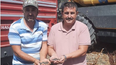 Ayçiçeği Tarlalarında Hasat Zamanı