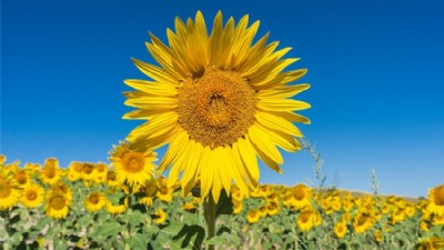 Yüzde 75 hibeli tohum dönemi başladı