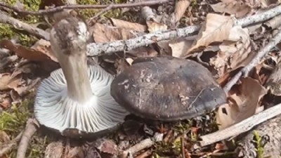 Biga Ormanlarında Baharın İlk Lezzeti: Mart Mantarı