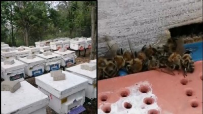 Çanakkale'de 80 kovandaki çok sayıda arı telef oldu